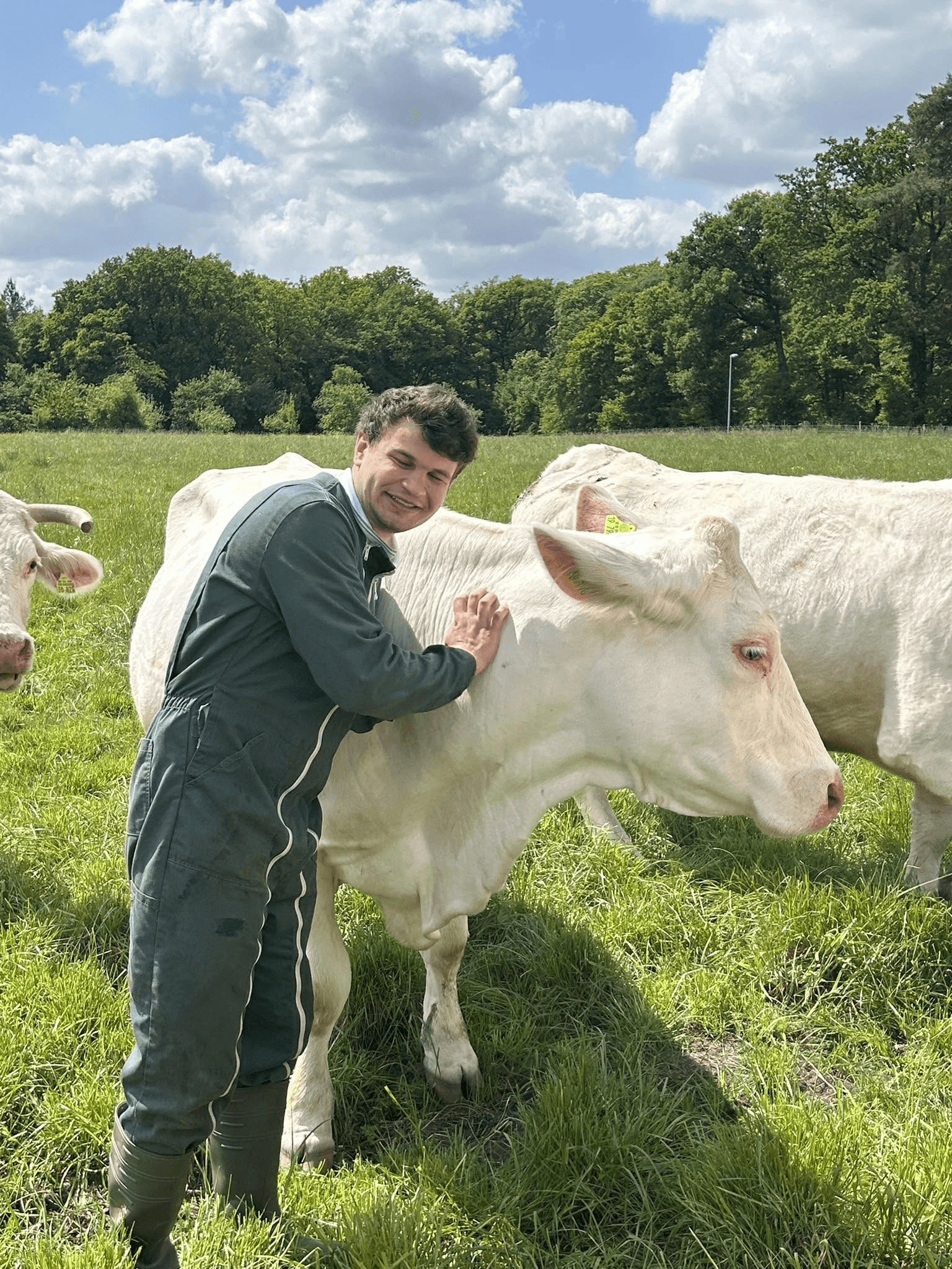 Charolais-Rinder der Fleischerei Jakob auf einer Mülheimer Weide